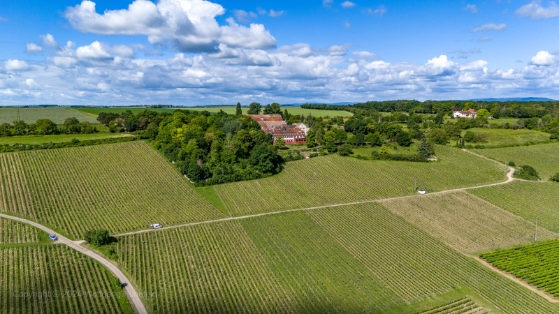 Westerberg-und-Schloss-WesterhausIngelheim-am-Rhein